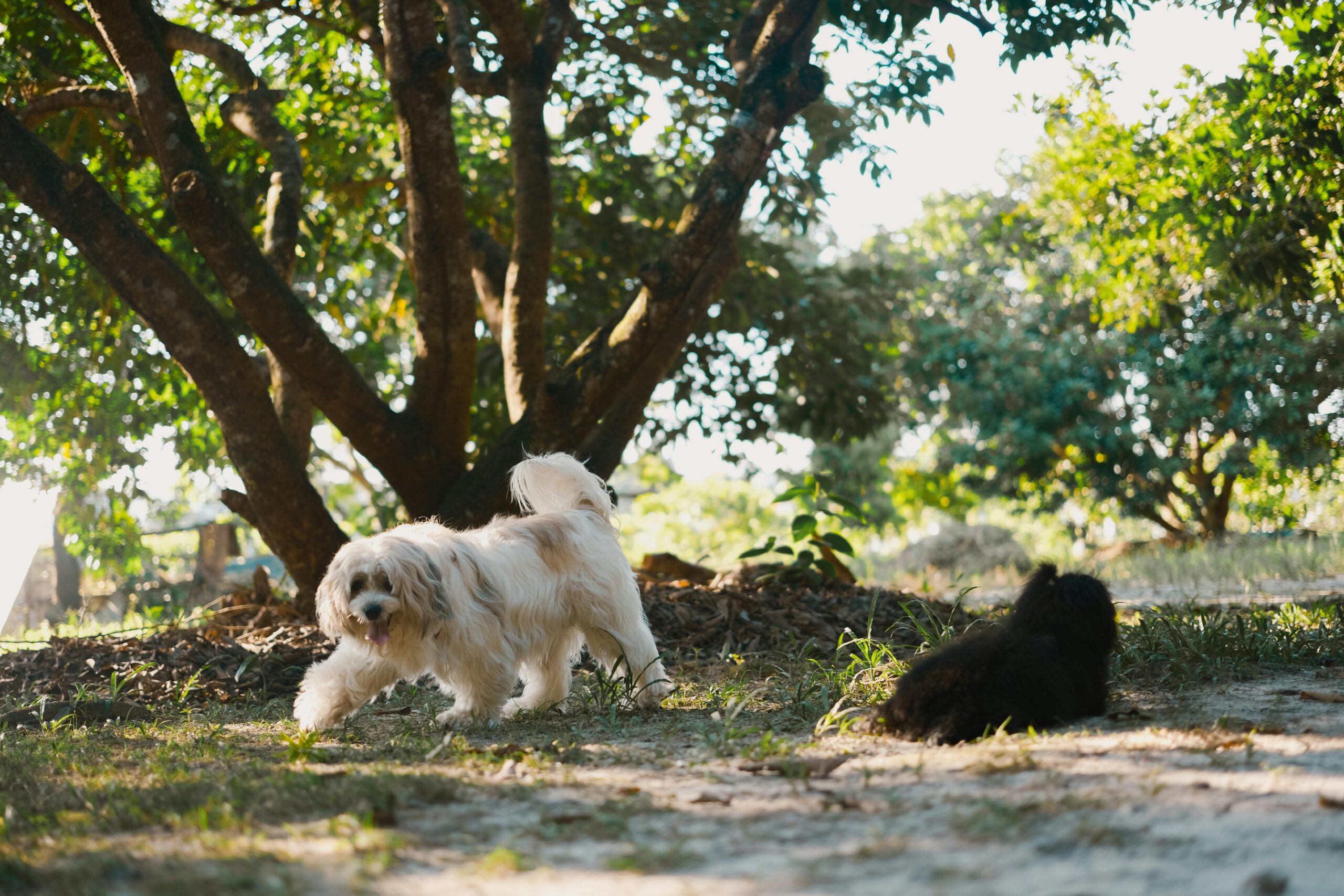 Two large furry dogs - one relaxing under the tree and the other walking about under the shade of the tree.